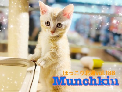 【 ほっこり北通vol.188 】抱っこが大好きな優しいマンチちゃんがやって来た！