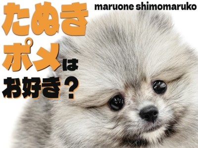 【 ポメラニアン 】たぬき顔現る！穏やかさと子犬らしい純粋な性格が魅力の女の子！