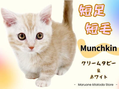 【 マンチカン 】希少な短足！クリーム色の美しい模様が映える癒し系PRINCE