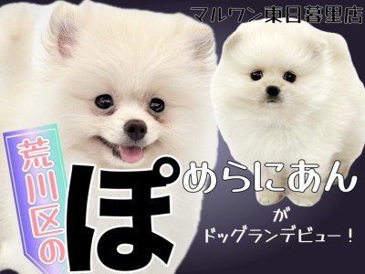 【 ポメラニアン 】ワクチン終了！穏やか爆毛ポメちゃんの社交界デビュー！