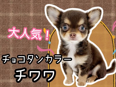 【 チワワロングコート 】コンパクトサイズ！人気No.1のチョコタンチワワ女の子