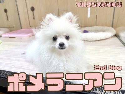 【 ポメラニアン 】涙やけのないクリームカラーが魅力の小柄な男の子！