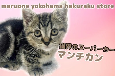 【 マンチカン 】短い足が可愛さと存在感を両立！猫界のスーパーカーに注目