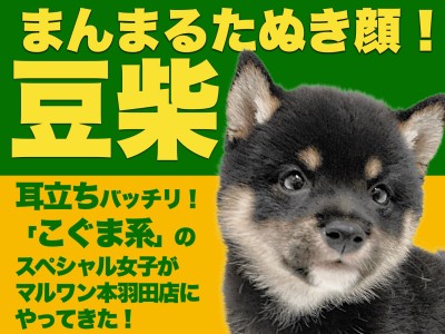 【 豆柴 】ウルトラ級の丸顔こぐま系！大人気黒豆柴が東京大田区に出現だ！