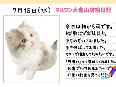 【 スコティッシュフォールド 】お部屋に穴が出現！狭いところが好きな理由とは？！