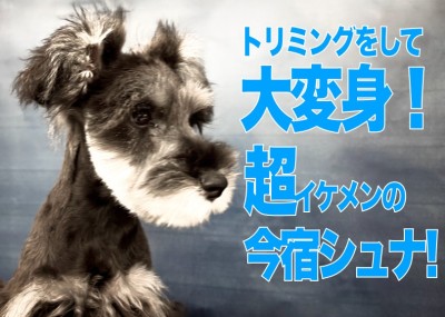 【 ミニチュアシュナウザー 】今宿シュナの初カットはダンディ過ぎて惚れてまう説！