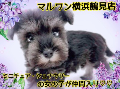 【 ミニチュアシュナウザー 】おっとりシュナちゃんが、マルワン横浜鶴見店に仲間入り！