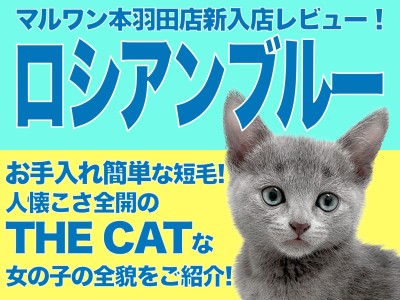 【 ロシアンブルー 】20代一人暮らしのアナタにオススメな理想的なパートナー!