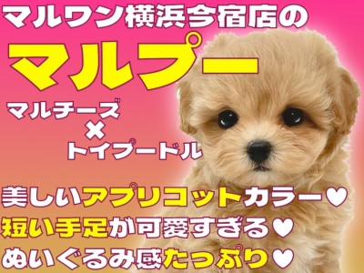 【 マルプー 】無防備すぎる癒し系！マルチーズとトイプードルの最強MIX！