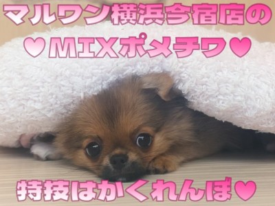 【 MIX 】生後4ヶ月体重930g！小さめサイズの超フレンドリーな女の子！