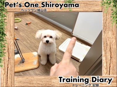 【 城山トレーニングダイアリー 】ポメプーちゃんの初めてのトレーニング