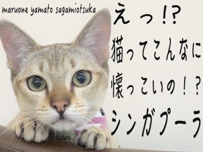 【 シンガプーラ 】クールな見た目のフレンドリー猫ついに触れ合い始めちゃいました