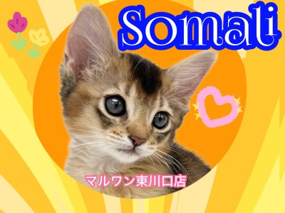 【 ソマリ 】猫界のプリンス登場！この子の魅力を知っておかないと損です！
