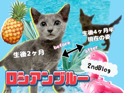 【 ロシアンブルー 】生後4ヶ月半！気品溢れるプリンスは愛情深く成長中です！