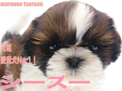 【 シーズー 】愛玩犬のなかでも人気上位！ホワイト＆ゴールドカラーの女の子！
