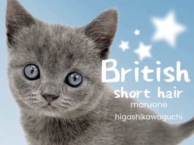 【 ブリティッシュショートヘア 】究極の癒し系キャット！丸顔猫好きさん集合です！