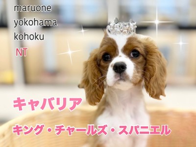 【 キャバリア 】お耳のウェーブで可愛さが増した生後4ヶ月のキャバリアちゃん