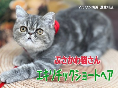 【 エキゾチック 】生後6ヶ月！安定感のあるむっちりボディに成長中