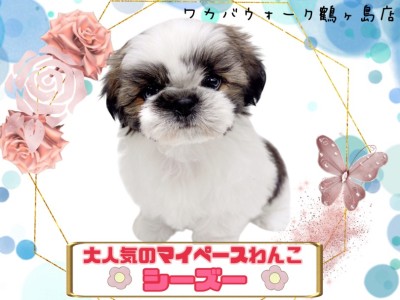 【 シーズー 】明るい性格のペチャの鼻の可愛い女の子