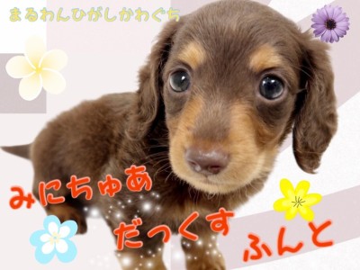 【 ミニチュアダックスフント 】凛々しさと穏やかさを兼ね揃える優しい美男子！