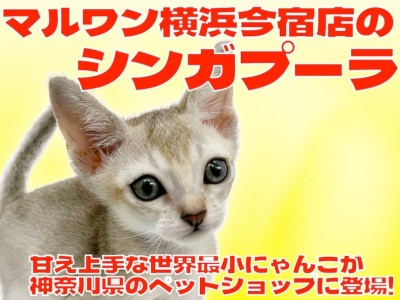 【 シンガプーラ 】世界最小の希少猫種！超短毛の甘えん坊にゃんこが横浜に登場！