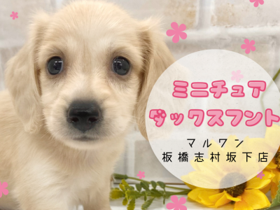 【 ミニチュアダックス 】短めなマズルでベビーフェイスなダックスちゃんをご紹介！