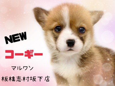 【 コーギー 】 可愛いだけじゃない！魅力満載のむちむちコーギーくんが登場！