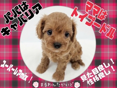 【 キャバリア×トイプードル 】Z世代も注目！？癒し度満点の超レアMix犬降臨！