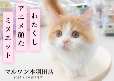 【 ミヌエット 】アニメ顔と赤毛の少女!短足生活は私と共に。
