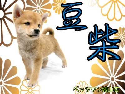 【 豆柴 】誰もが足を止める人気者！中身も性格も可愛い豆柴ちゃん