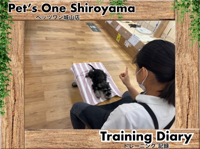 【 城山トレーニングダイアリー 】シュナちゃんの初めてのトレーニング