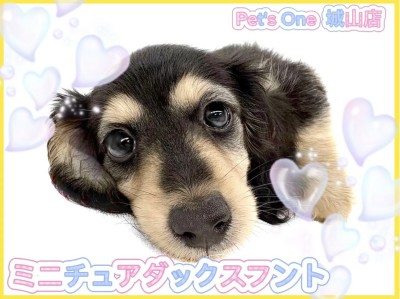 【 ミニチュアダックスフント 】可愛さ爆発！争奪戦間違いなしの女の子が来たよ！