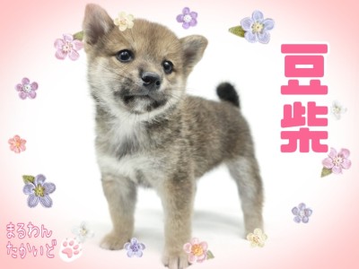 【 豆柴 】おっとりマイペースな性格で飼いやすさ抜群!穏やかな甘えんぼ王子!