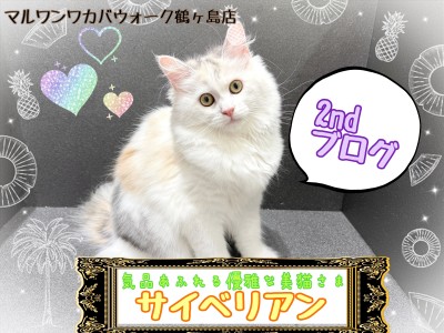 【 サイベリアン 】とっても綺麗な美猫さまに成長中