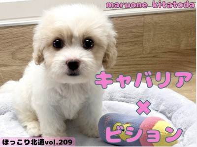 【 ほっこり北通vol.209 】キャバションくんのしっぽフリフリが止まらない！