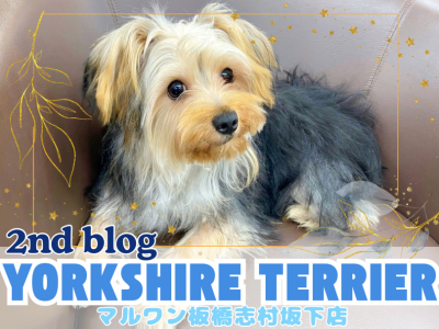 【 ヨークシャーテリア 】 犬も子供も大好き！温厚な性格に成長したヨーキーくん！