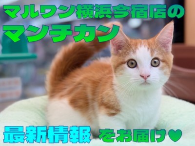 【 マンチカン 】超短足の甘え上手なレッドタビーの男の子！最新情報をお届け！