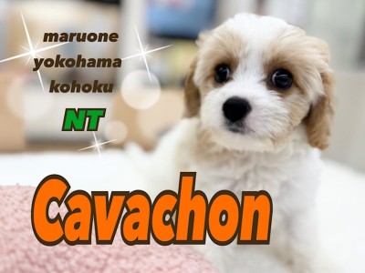 【 キャバリア×ビションフリーゼ 】ぬいぐるみ感満載！MIXキャバションが入店