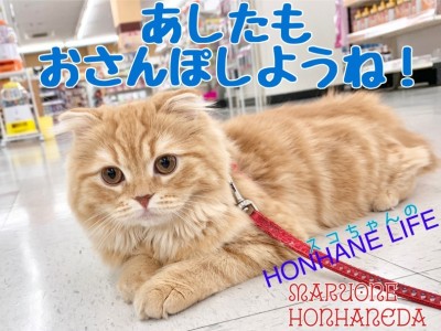 【 スコティッシュフォールド成長ログ 】甘えん坊のボクはお散歩も大好き！