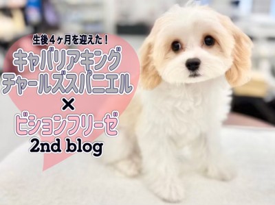 【 MIXキャバリア×ビション 】生後4ヶ月を迎えた天性のアイドルキャバション！