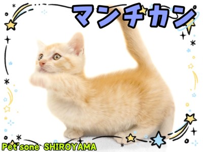 【 マンチカン 】短足好き必見！甘えん坊の短足マンチがやってきた！