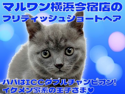 【 ブリティッシュショートヘア 】パパはICCダブルチャンピオンの丸顔ニャンコ！