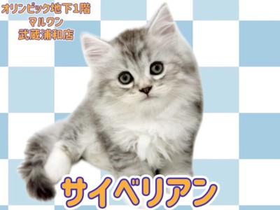 【 サイベリアン 】美しいシルバータビー&ホワイトの男の子が埼玉浦和に登場
