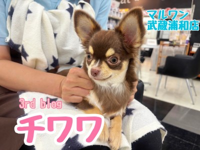 【 チワワ 】大人気チョコレートタンカラーの女の子！お利口さんに成長中