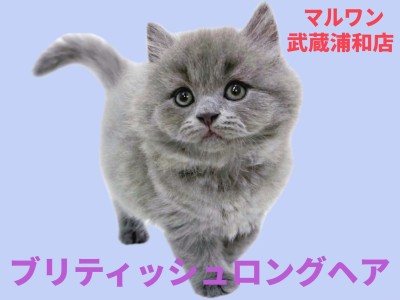 【 ブリテッシュロングヘア 】希少なロングヘア！パパがICCダブルチャンピオン