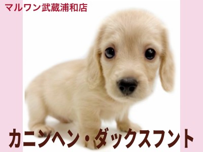 【 カニンヘン・ダックスフント 】イエローの小柄な男の子が埼玉浦和に登場