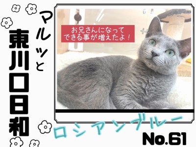 【 マルっと東川口日和No.61 】生後5ヶ月の成長記録！優秀なロシくん！