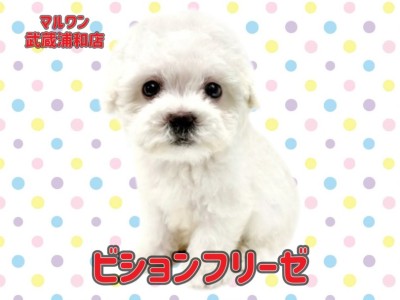 【 ビションフリーゼ 】大きな瞳をもった純白の天使が埼玉浦和に登場！