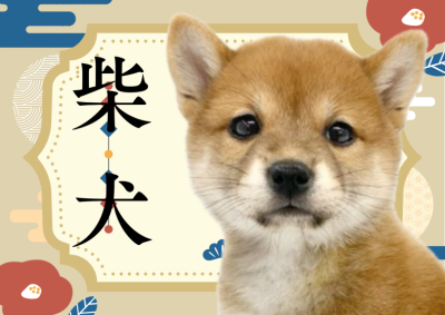 【 柴犬 】まさに大和撫子！和犬で人気No.1の柴ちゃんが志村坂下店に登場！
