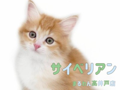 【 サイベリアン 】息をのむほどに美しいお顔の男の子は超甘えん坊な癒し系!